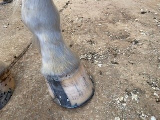 Freshly hot-shod hoof on a grey horse — clean wall, proper fit