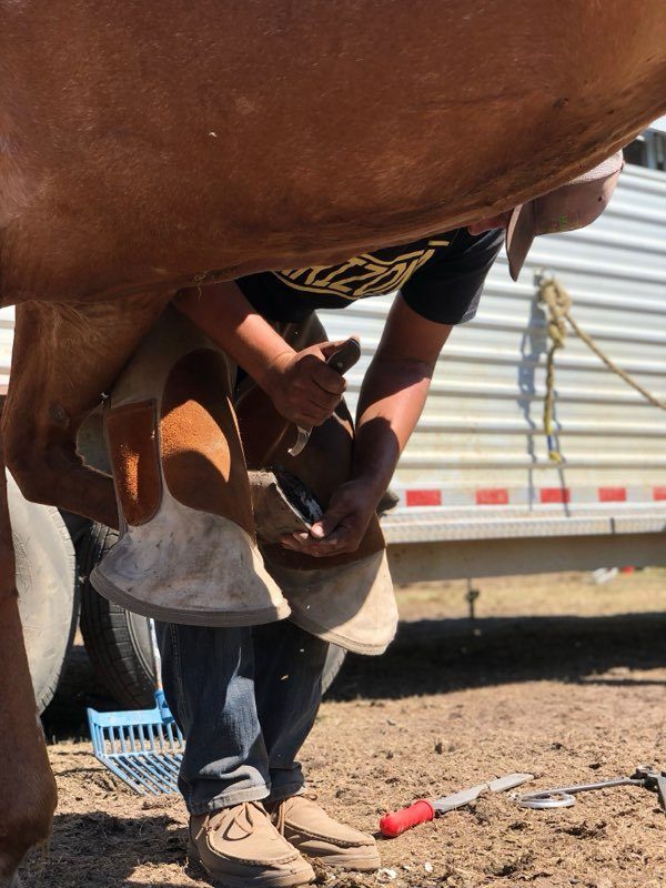 Jayce Reum trimming a chestnut horse next to a trailer