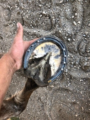 Close-up of a fitted horseshoe on a hoof, showing the nail work and clip