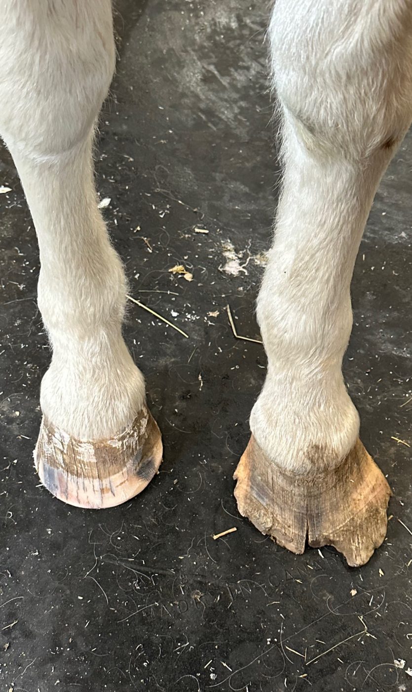 Before and after trim — left hoof freshly trimmed and shaped, right hoof showing the overgrown 'before' condition